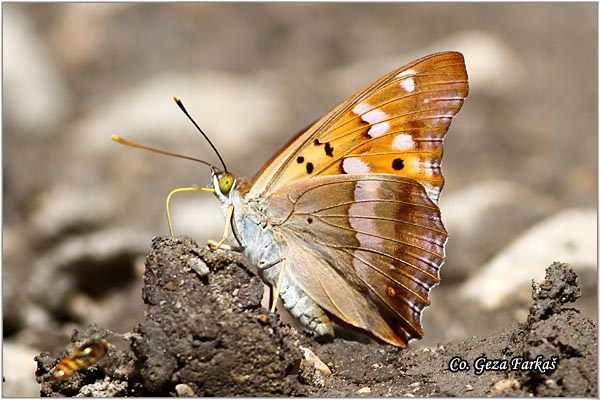 311_freyers_purple_emperor .jpg - Freyer's purple emperor, Apatura metis, Panonska prelivalica, Location: Gornje podunavlje, Serbia